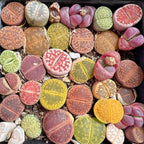 Mix Lithops Succulent Plants Live | 30 Pcs Lithops Live Plants | Bare Root Without Pot & Soil, Indoor Office Desk Decoration, Friend Plant Lovers Gifts