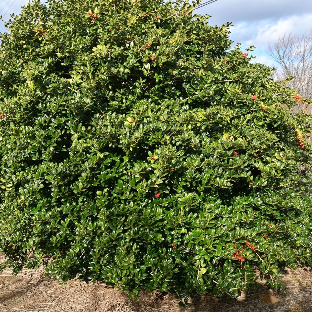 2 Dwarf Holly Bush Live, Small Size, Hardy Holly Tree, Easy to Grow, Compact Evergreen Bush, Perfect for Patio, Containers & Gardens