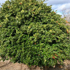 2 Dwarf Holly Bush Live, Small Size, Hardy Holly Tree, Easy to Grow, Compact Evergreen Bush, Perfect for Patio, Containers & Gardens