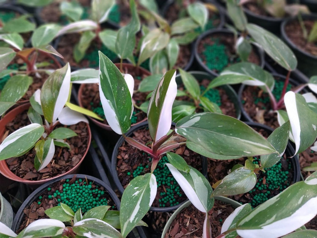 2 Thai Constellation Monstera Plant, Red Philodendron | 2 Collection Rare Houseplants| Size 4-6 Inc | Variegated Leaves Philodendron Plant | Unique Gift for Mom, Friend, Women, Her, Birthday Gifts