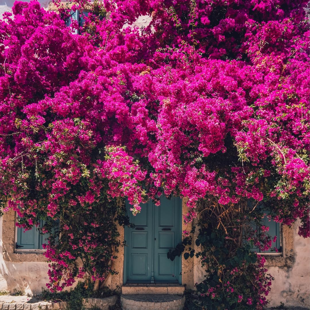 Bougainvillea Plant Live | Perenial Purple Flower Outdoor Plant | 4-5 Inc Tall | Starter Plant | Unique Gift for Mom, Friend, Women, Her, Birthday Gifts