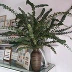 Baby Blue Eucalyptus Live Plant in 2.5 Inch Pot | Live Eucalyptus Plant Indoor or Outdoor | Elegant Compact Growth | Ideal for Patio Pots, Entryways & Home Styling