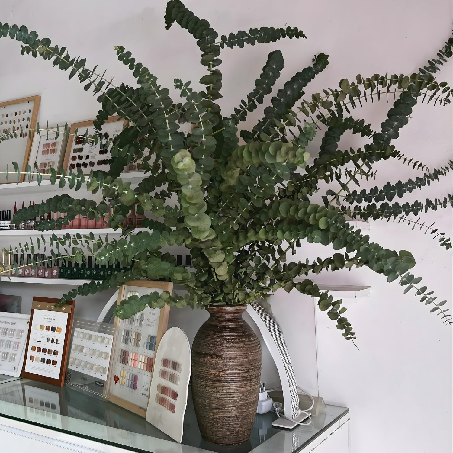 Baby Blue Eucalyptus Live Plant in 2.5 Inch Pot | Live Eucalyptus Plant Indoor or Outdoor | Elegant Compact Growth | Ideal for Patio Pots, Entryways & Home Styling