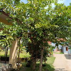 Pink Guava Tree Live Plant, 6-10 Inch Tall Guava Plant, Easy-to-Grow, Hardy, Sweet Tropical Fruit Tree for Garden & Outdoor Spaces, Ready to Grow