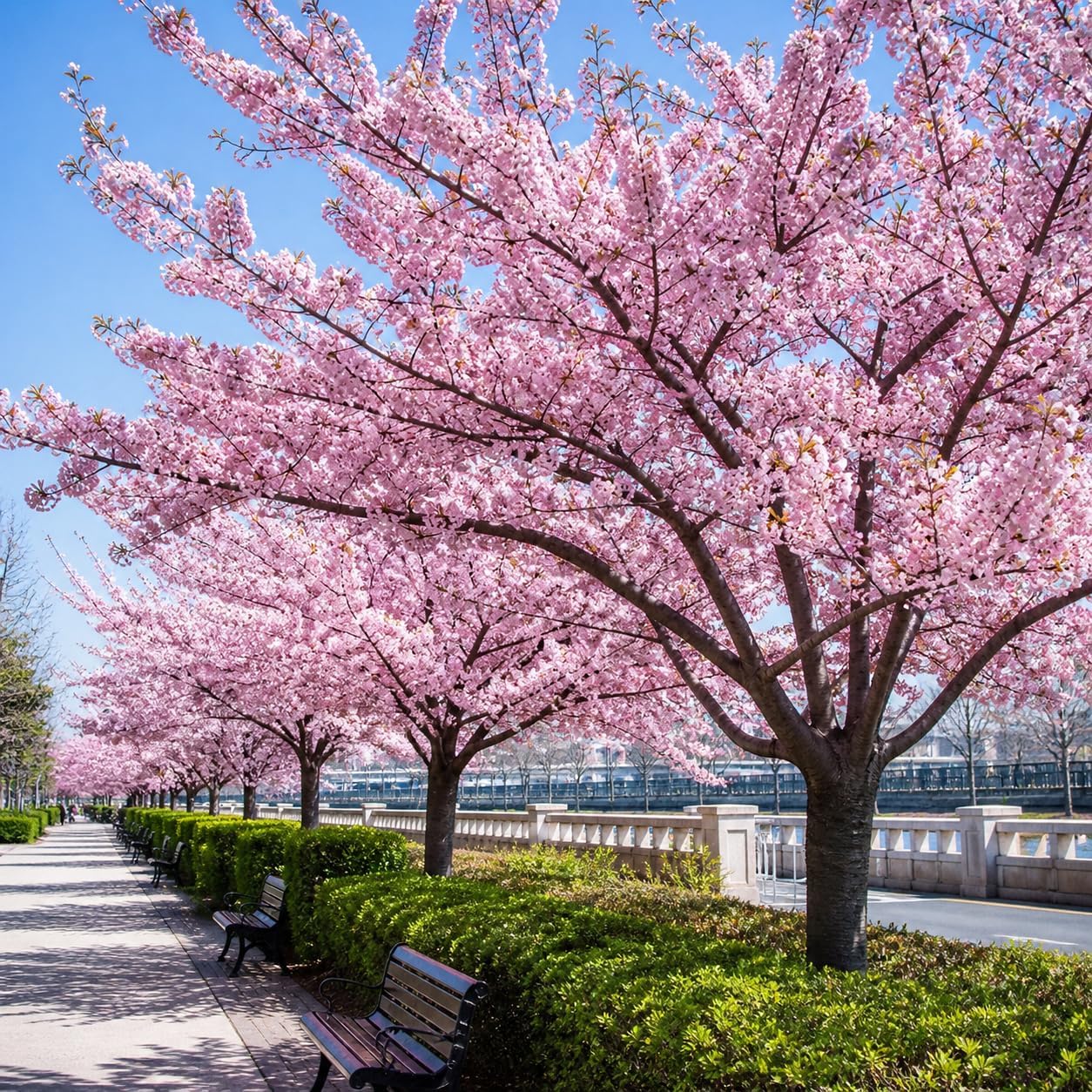Akebono Cherry Tree Live Plant, 6-12 Inch Tall Starter Plant, Japanese Cherry Blossom Tree, Easy Care Flowering Tree for Planting Outdoors