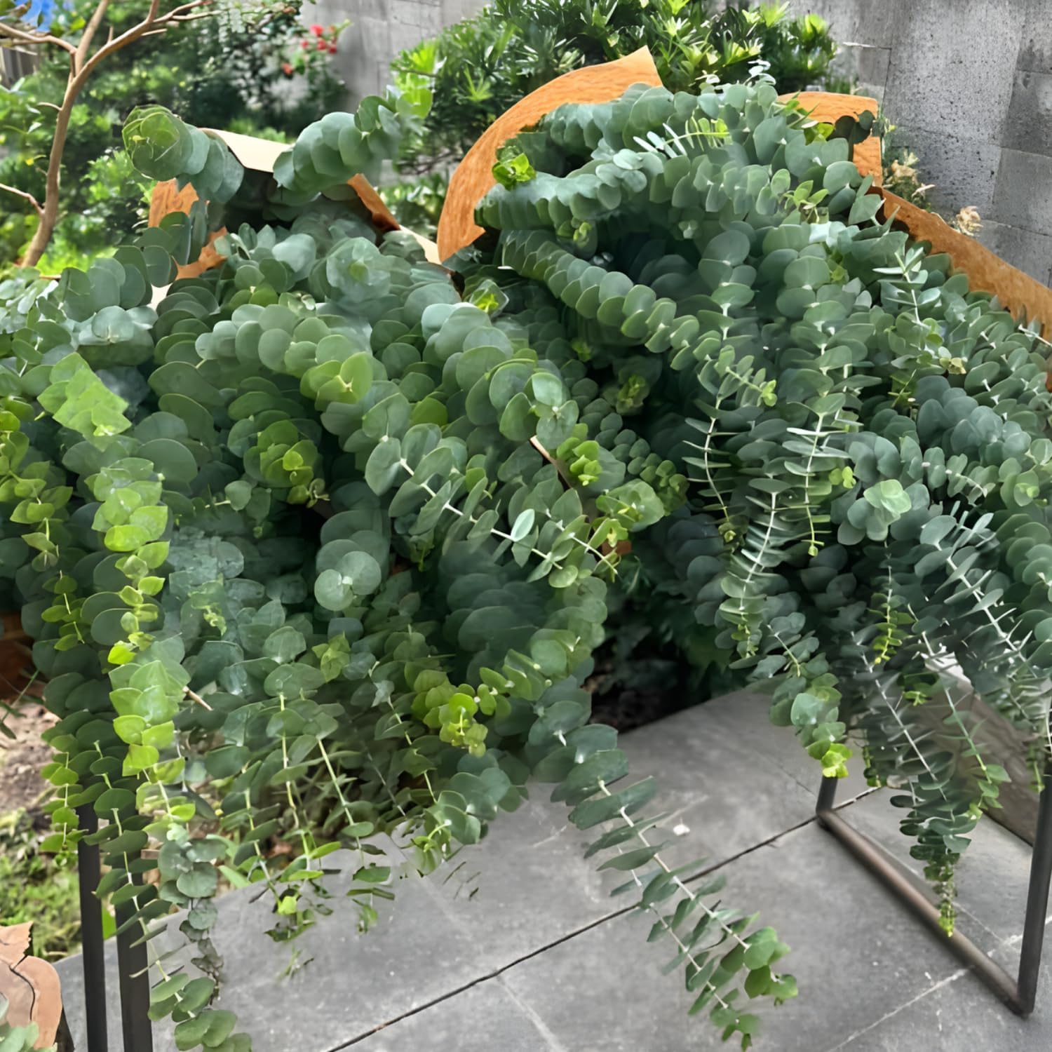 Baby Blue Eucalyptus Tree Live Plant in 2.5 Inch Pot | Live Eucalyptus Plants for Growing Indoors or Outdoors | Compact Blue-Green Foliage | Ideal for Garden, Patio & Home Décor