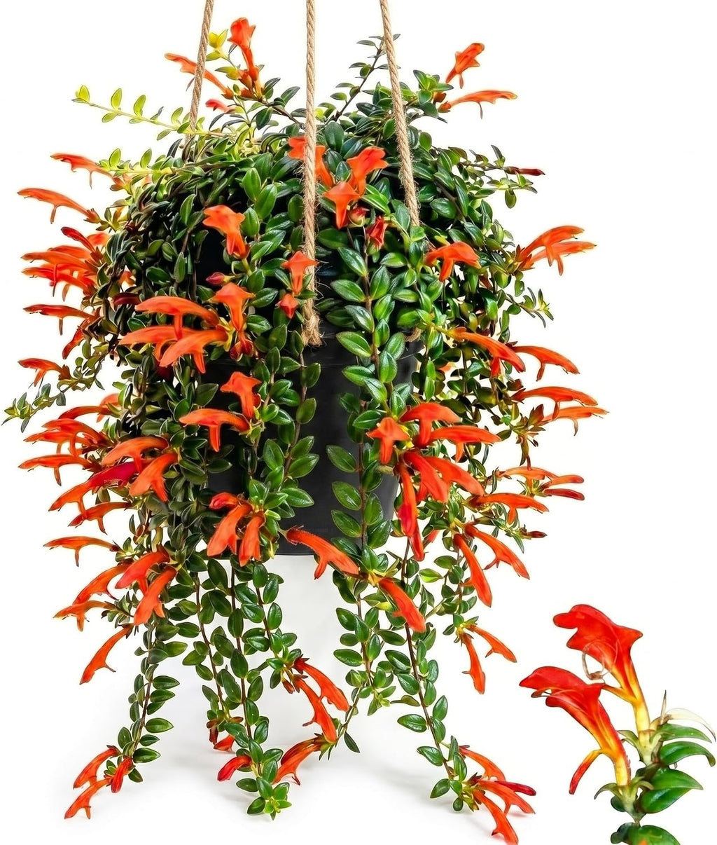 Columnea Long Leaf Goldfish Cactus Plant Live | 4-6 Inch Tall | Stunning Trailing Indoor Plant | Long Foliage with Bright Blooms for Hanging Baskets | Suitable for Gifts