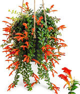 Columnea Long Leaf Goldfish Cactus Plant Live | 4-6 Inch Tall | Stunning Trailing Indoor Plant | Long Foliage with Bright Blooms for Hanging Baskets | Suitable for Gifts
