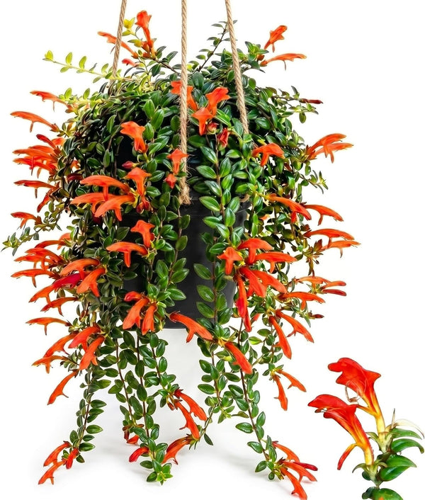 Columnea Long Leaf Goldfish Cactus Plant Live | 4-6 Inch Tall | Stunning Trailing Indoor Plant | Long Foliage with Bright Blooms for Hanging Baskets | Suitable for Gifts