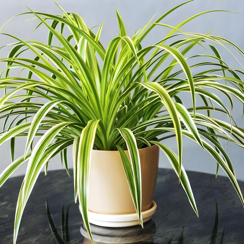 Spider Plant Live Houseplants in 4 Inch Pot | Air-Purifying, Low Maintenance, Thrives in Home & Office | Perfect for Plant Enthusiasts | Perfect for Beginners & Green Home Styling