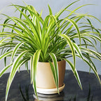 Spider Plant Live Houseplants in 4 Inch Pot | Air-Purifying, Low Maintenance, Thrives in Home & Office | Perfect for Plant Enthusiasts | Perfect for Beginners & Green Home Styling