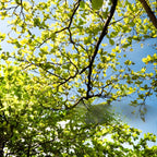 Live American Elm Native Trees 6-12 Inc | Fast-Growing Elm Tree for Boundary Rows & Garden Landscaping | Easy-to-Grow Outdoor Tree