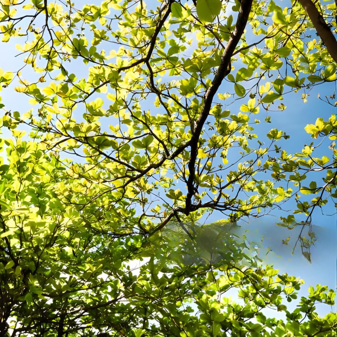 Live American Elm Native Trees 6-12 Inc | Fast-Growing Elm Tree for Boundary Rows & Garden Landscaping | Easy-to-Grow Outdoor Tree