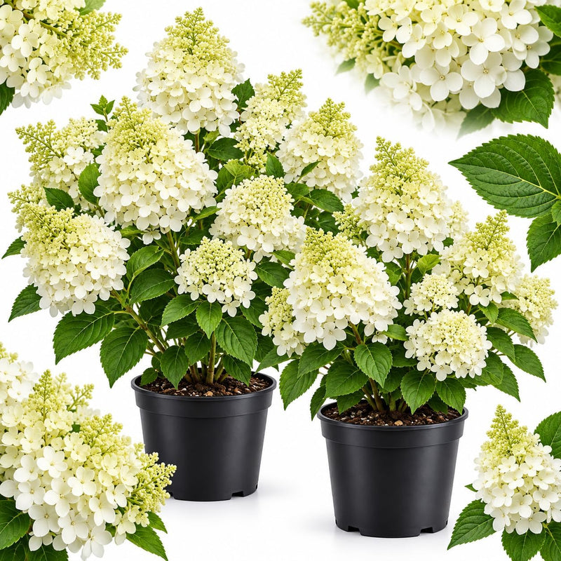 2 Silver Dollar Hydrangea Live Plants in 4" Pot, 6-12" Tall Hydrangea Bushes Ready to Plant, Grow Robust Floral Clusters for Hedges & Outdoor Landscapes