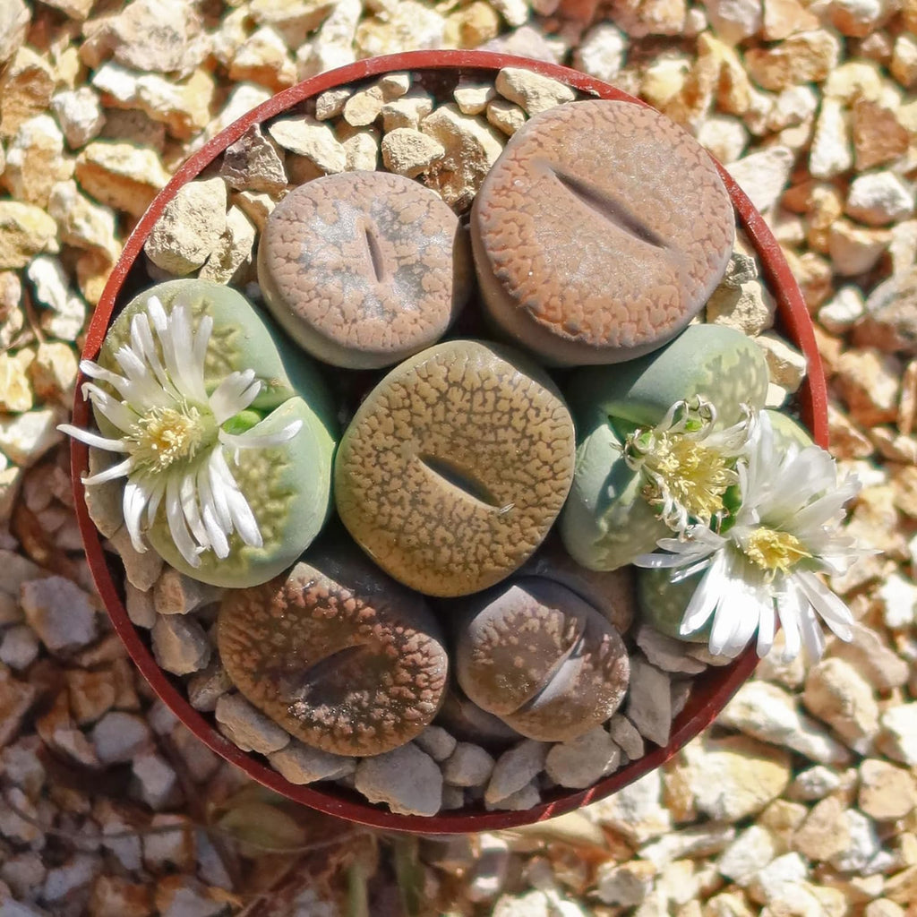 Lithops Large Random Mix Living Stones Succulent Plants Live | 10 Pcs Live Lithops Seedlings | Bare Root Without Pot or Soil, Suitable for Indoor or Outdoor Gardens & Office Use, Friend Plant Lovers