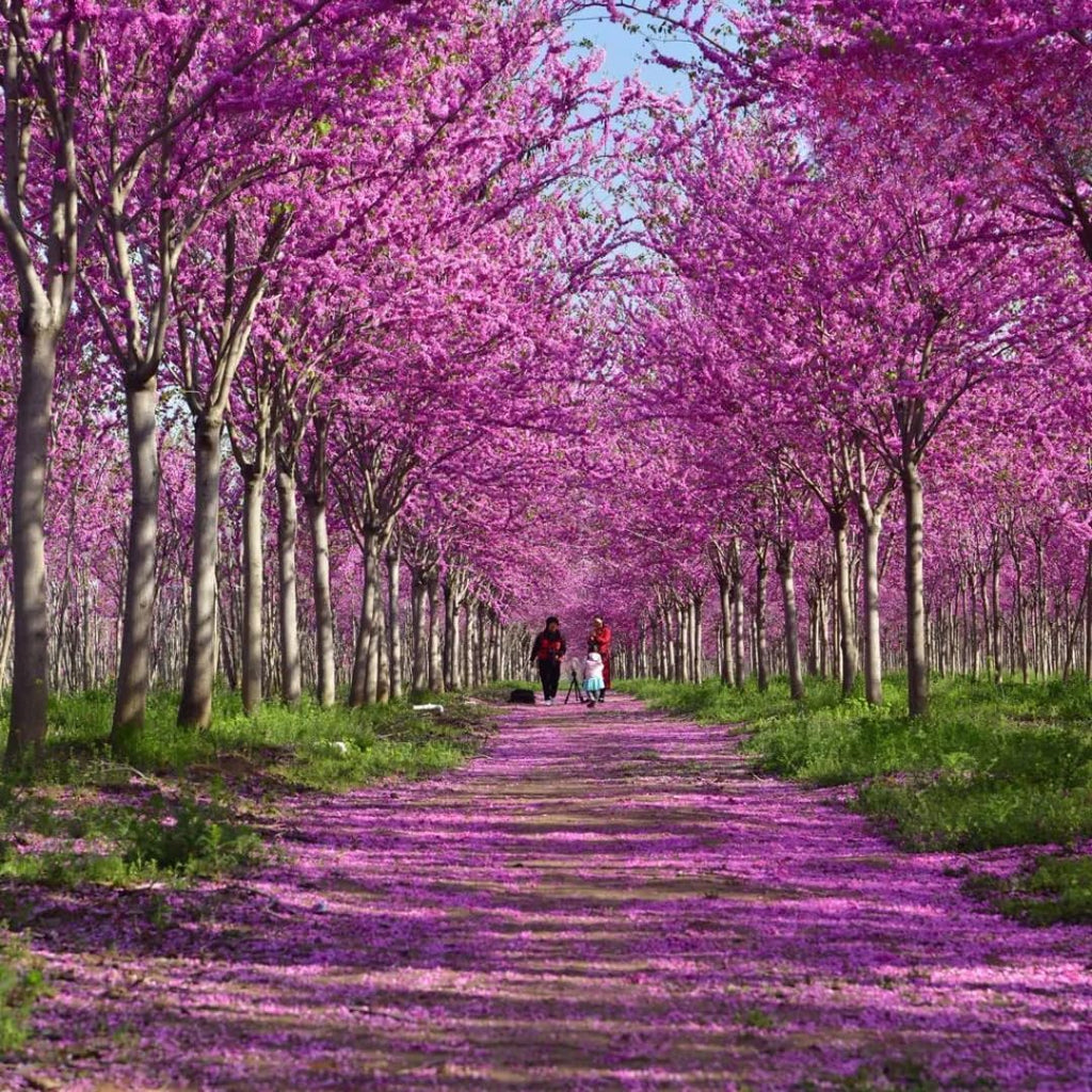 5 Redbud Tree Live Plant – 6 to 12 Inch Tall | Eastern Redbud Live Trees | Beautiful Spring Pink Blossoms | Hardy Flowering Tree | Dormant Plant