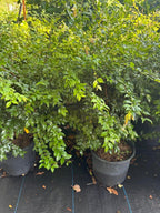 Live Jabuticaba Tree Live Plant | Jaboticaba Fruit Tree 2.5–3 Ft Tall Potted Plant | Hardy Fruit-Bearing Tree for Indoor or Outdoor Growing | No Ship to CA,HI,AK