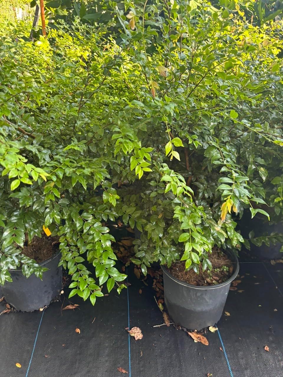 Live Jabuticaba Tree Live Plant | Jaboticaba Fruit Tree 2.5–3 Ft Tall Potted Plant | Hardy Fruit-Bearing Tree for Indoor or Outdoor Growing | No Ship to CA,HI,AK