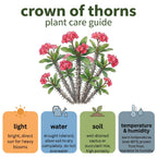 Pink Crown of Thorns Plant, 4-8 Inch Tall Euphorbia milii, Low Maintenance, Easy to Grow, Hardy Perennial Flowering Succulent for Indoor & Outdoor Use