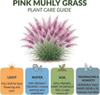 Pink Muhly Grass Live Plant, 4-Inch Tall, Low Maintenance Muhly Grass, Fast Growing, Ornamental Grass for Garden Borders, Landscape Decor and Outdoor Planting
