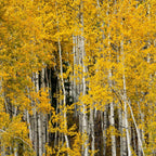 Quaking Aspen Tree Live Plant, 4-6" Tall, Vigorous Fast-Growing Deciduous Plant with White Bark for Backyard Foundation Planting & Borders