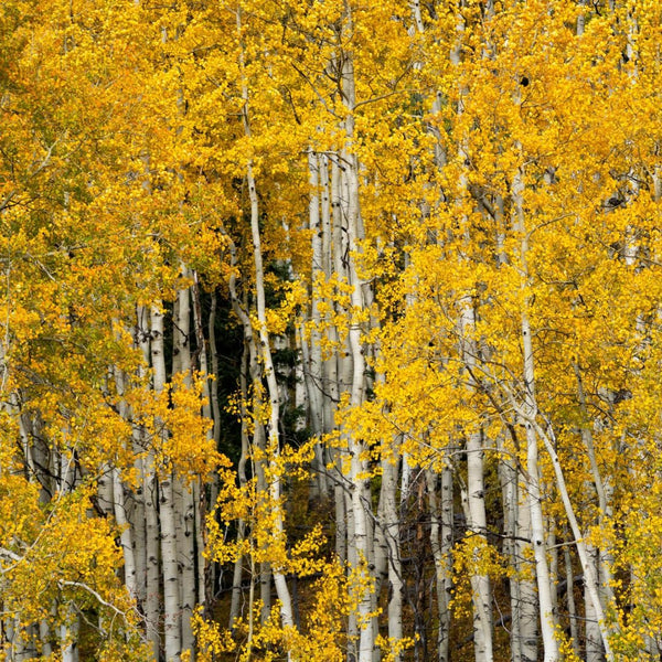 Quaking Aspen Tree Live Plant, 4-6" Tall, Vigorous Fast-Growing Deciduous Plant with White Bark for Backyard Foundation Planting & Borders