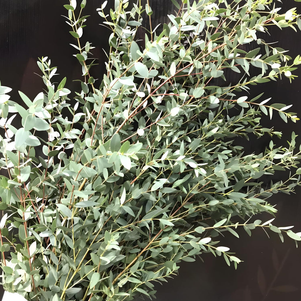 Baby Blue Eucalyptus Plant Live in 2.5 Inch Pot | Real Eucalyptus Plant for Planting Outdoors or Indoors | Fresh Aromatic Foliage | Easy-Growing Eucalyptus for Garden, Patio & Home Décor