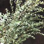 Baby Blue Eucalyptus Plant Live in 2.5 Inch Pot | Real Eucalyptus Plant for Planting Outdoors or Indoors | Fresh Aromatic Foliage | Easy-Growing Eucalyptus for Garden, Patio & Home Décor