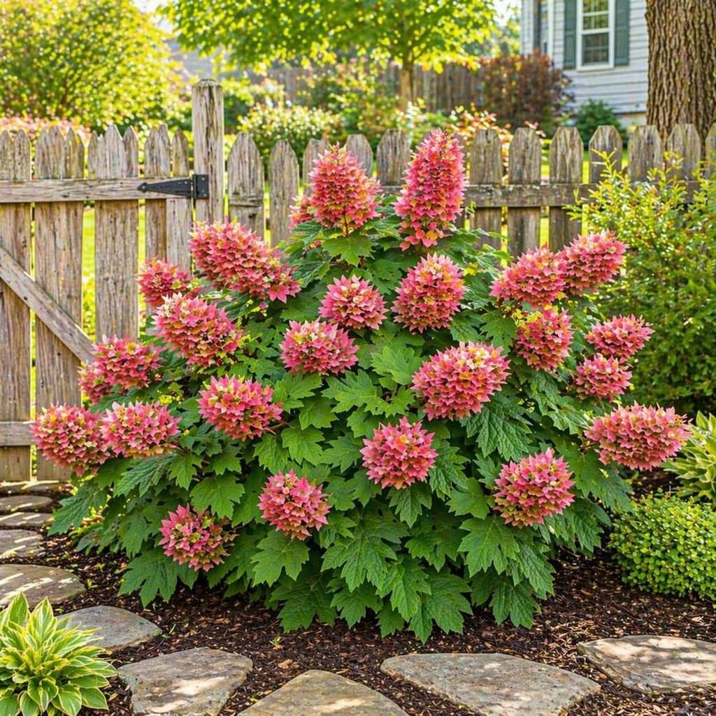 Oakleaf Hydrangea Live Plant, 12-18 Inch Tall in 4" Pot, Hydrangea Plants Trees Shrubs, Low Maintenance Compact Flowering Shrub for Borders, Garden Beds & Outdoor Landscaping