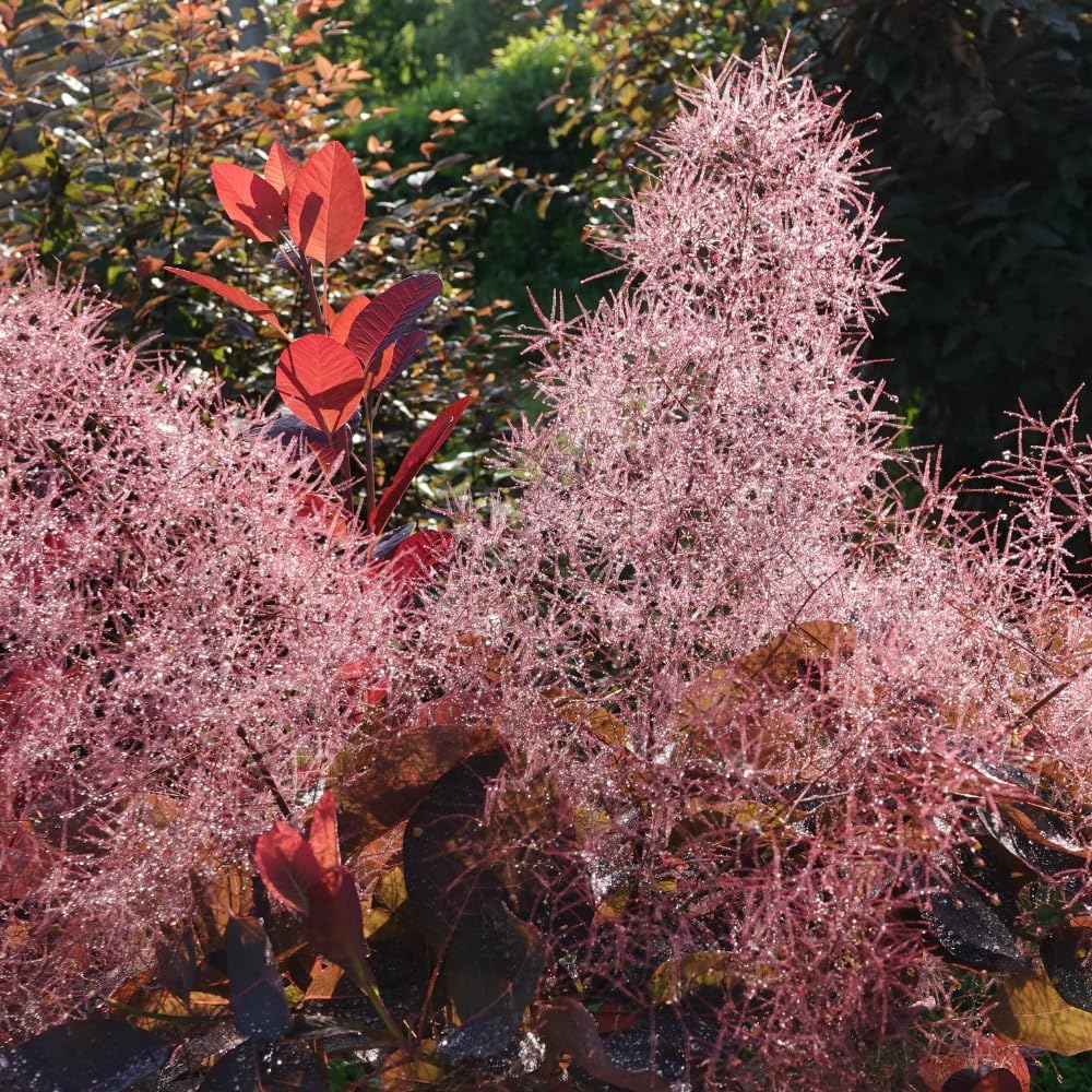 Purple Smoke Bush Plant, 4" Pot - 12-18 Inch Tall, Vigorous Growth Habit with Vibrant Red Autumn Leaves, Live Tree for Modern Landscapes