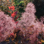 Purple Smoke Bush Plant, 4" Pot - 12-18 Inch Tall, Vigorous Growth Habit with Vibrant Red Autumn Leaves, Live Tree for Modern Landscapes