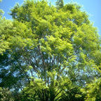 Chinese Elm Trees Live Plant | Fast-Growing Cold Hardy Elm Tree for Landscaping | 6–12 Inch Live Tree for Yard, Garden & Windbreaks