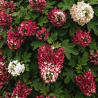 2 Ruby Slipper Oakleaf Hydrangea Live Plants Shrubs, 6-10" Tall - Quart Pot, Hardy Hydrangea Bushes Ready to Plant, Color-Changing Blooms Flowering Shrub for Garden & Landscape