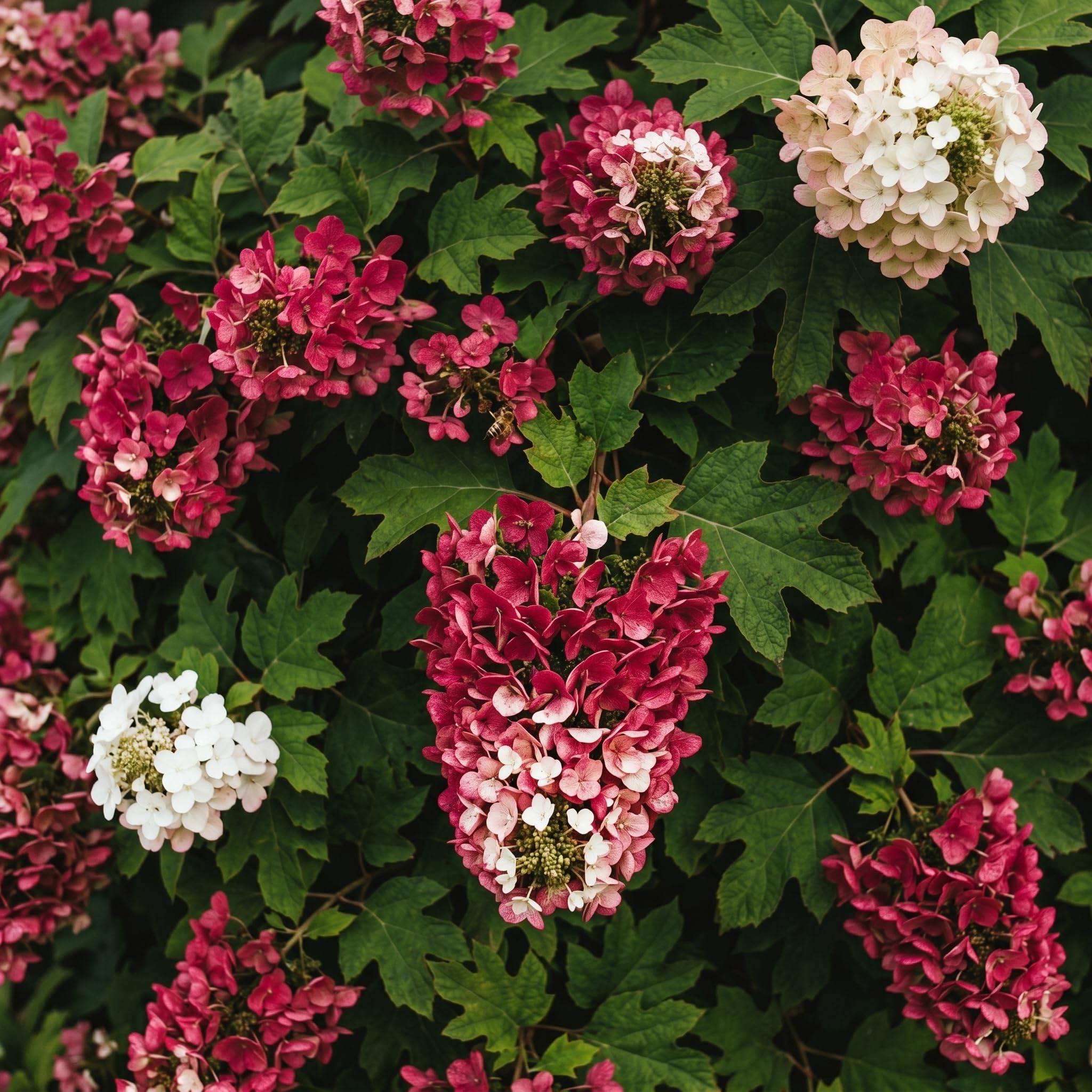 Munchkin Oakleaf Hydrangea Plant Live, 4" Pot - 12-18 Inch Tall, Hydrangea Bushes Ready to Plant, Vigorous White Bloom Producer for Patios and Home Landscapes