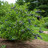 Huckleberry Plant in Pot - Large Size, Non GMO, Low Maintenance Native Edible Berry Shrub, Robust Well-Rooted Fruit Plants, Ideal for Backyard, Gardens and Borders