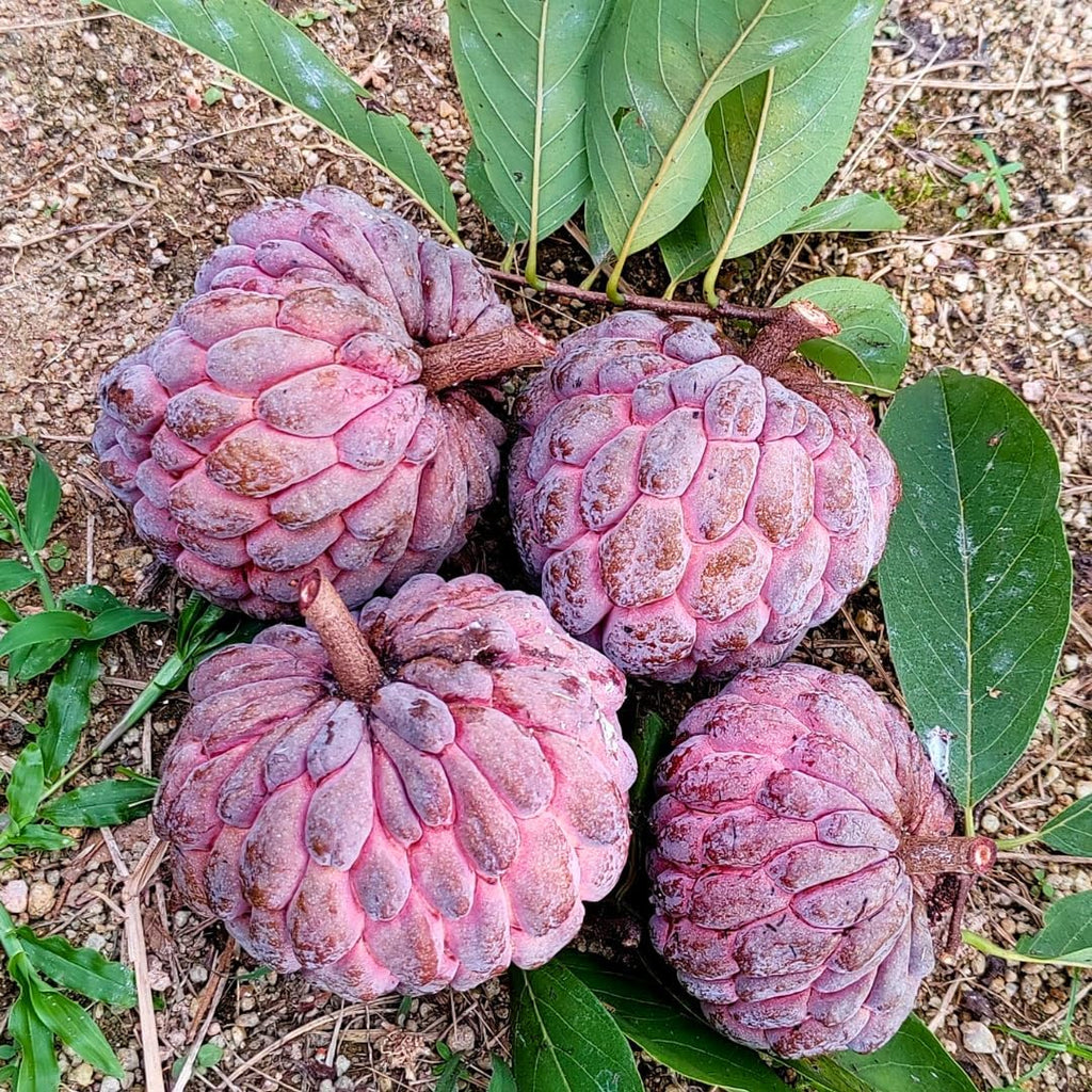 Red Sugar Apple Live Plants | 2.5–3 Feet Tall Well-Rooted Annona squamosa Tree | Easy-Grow Tropical Fruit Tree for Outdoor Gardens, Patios, and Containers | No Ship to CA,HI,AK