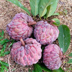 Red Sugar Apple Live Plants | 2.5–3 Feet Tall Well-Rooted Annona squamosa Tree | Easy-Grow Tropical Fruit Tree for Outdoor Gardens, Patios, and Containers | No Ship to CA,HI,AK