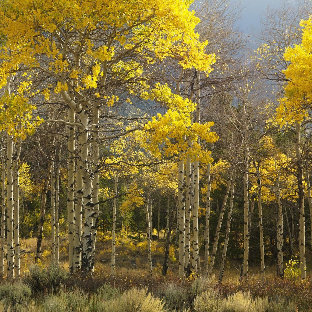 2 Quaking Aspen Tree, 4-6" Tall Plant, Low Maintenance Fast Growing Shade Tree for Homeowners, Cold-Hardy Shrub with Golden Autumn Foliage