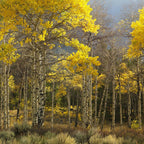 2 Quaking Aspen Tree, 4-6" Tall Plant, Low Maintenance Fast Growing Shade Tree for Homeowners, Cold-Hardy Shrub with Golden Autumn Foliage