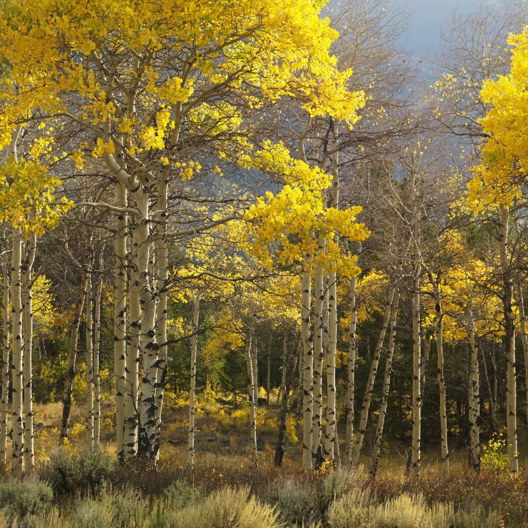 2 Quaking Aspen Tree, 4-6" Tall Plant, Low Maintenance Fast Growing Shade Tree for Homeowners, Cold-Hardy Shrub with Golden Autumn Foliage