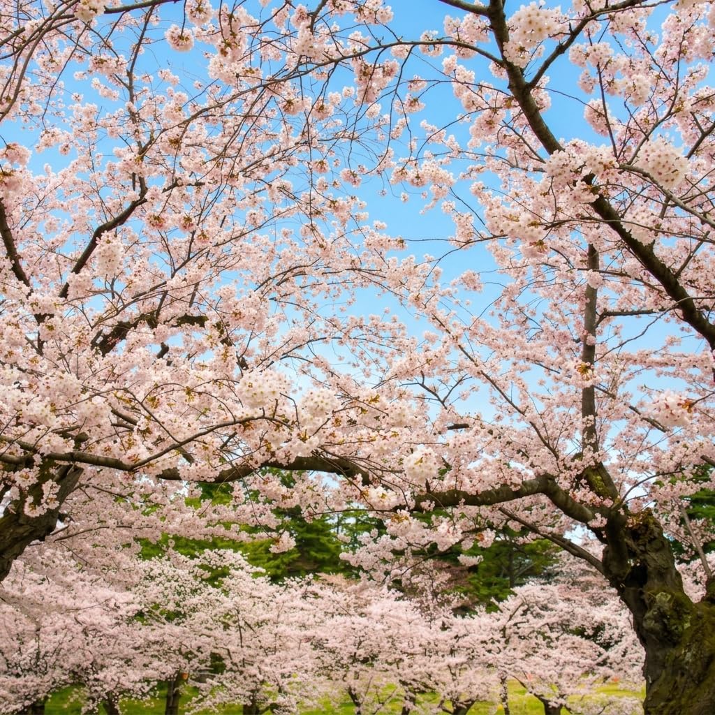 Yoshino Cherry Tree Live Plant, 6-12 Inch Tall Starter Plant, Japanese Cherry Blossom Tree, Easy Care Flowering Tree for Planting Outdoors