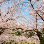 Yoshino Cherry Tree Live Plant, 6-12 Inch Tall Starter Plant, Japanese Cherry Blossom Tree, Easy Care Flowering Tree for Planting Outdoors