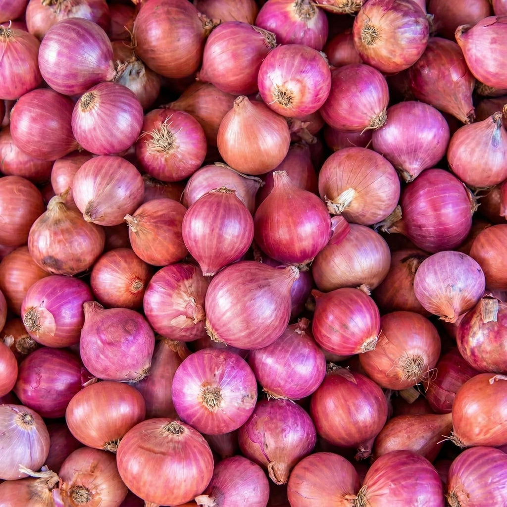 100 Red Onion Sets Bulbs, 100 Counts, Heirloom Onion Bulbs, Non-GMO, Easy to Grow Vegetable for Garden and Cooking Use