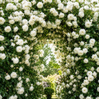 Pink Climbing Roses Live Plant 10-14" Tall in Large Pot, Heirloom Climbing Rose Bush, Fragrant High-Yielding Perennial Flowering Vine for Trellis & Fence
