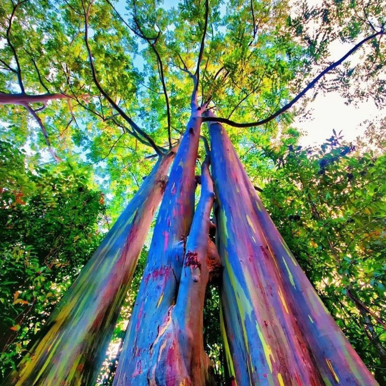 Rainbow Eucalyptus Live Plant in 2.5 Inch Pot | Stunning Colorful Bark and Fast-Growing Foliage | Perfect Accent for Gardens, Patios & Tropical Outdoor Spaces