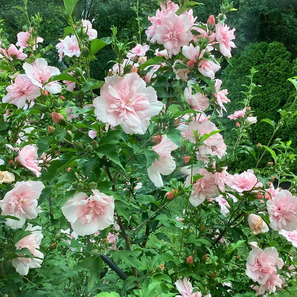 2 Pink Althea Live Plants (Rose of Sharon) | 12–18 Inch Tall Flowering Trees | Pink -Flowering Hibiscus Shrubs for Outdoor Planting, Landscaping & Garden Beds