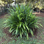 Pandan Plant Live Plants 1–2 Ft | Pandanus Amaryllifolius | Aromatic Leaf Plant for Asian Cooking, Tea, and Home Growing | No Ship to CA,HI,AK