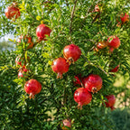 Pomegranate Tree in 3 Gallon Pot, 2-3 Ft Tall, Live Pomegranate Farfianka Plant, Cold Hardy Tree for Outdoor Growing (No Ship to CA,HI,AK)
