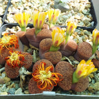 Pack of 20 Live Small Exotic Lithops Live Plants | Perfect for Lithops Starter, Great Terrarium Addition | Bare Root Without Soil or Pot, Easy to Grow and Ideal for Indoor/Outdoor Display