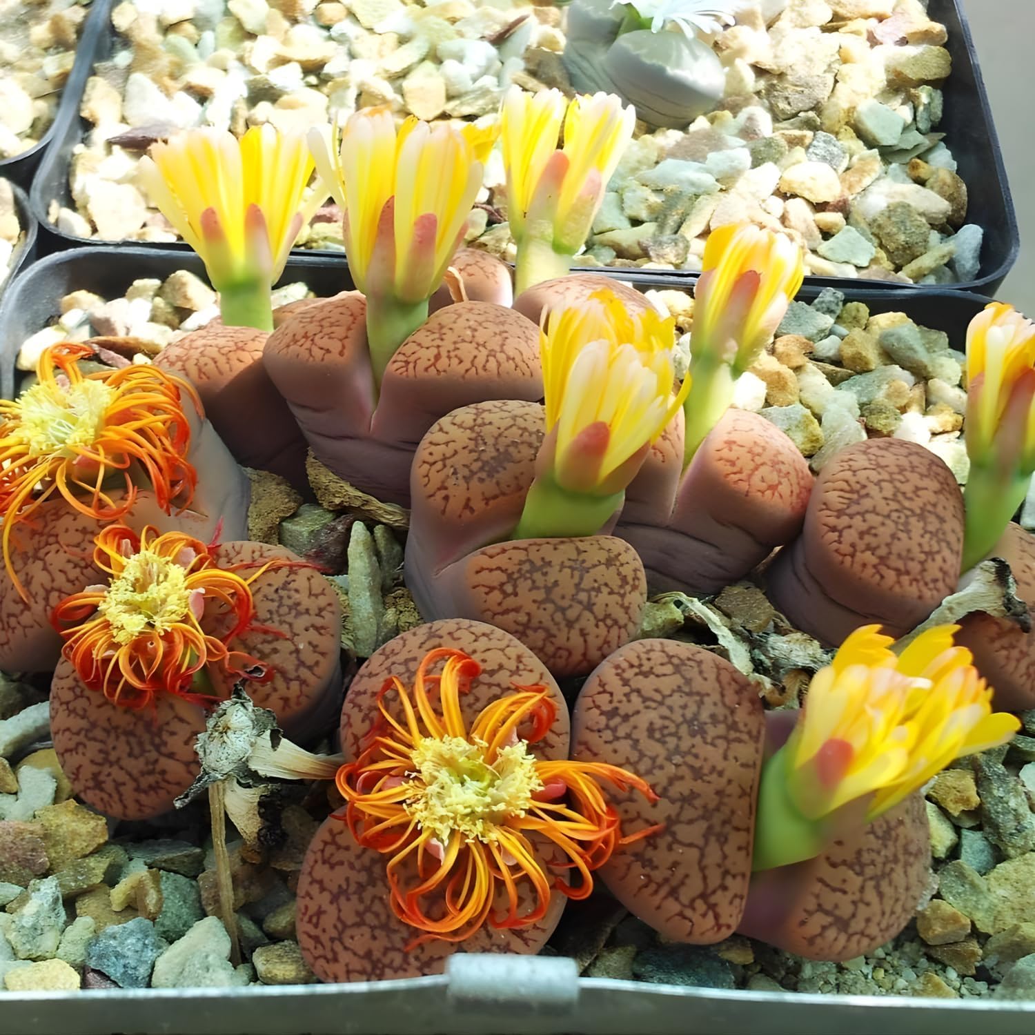Pack of 20 Live Small Exotic Lithops Live Plants | Perfect for Lithops Starter, Great Terrarium Addition | Bare Root Without Soil or Pot, Easy to Grow and Ideal for Indoor/Outdoor Display
